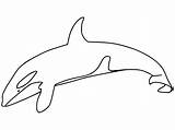 Killer Whale Orca Coloring Pages  Free Printable Coloring For Kids sketch template