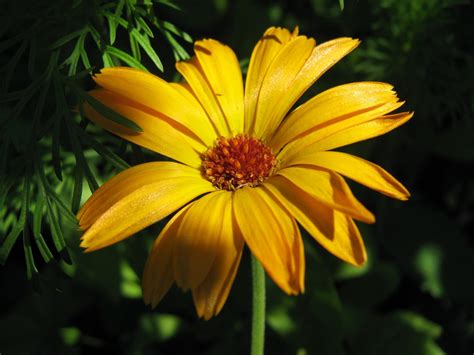 Flower Homes: Chamomile Flowers