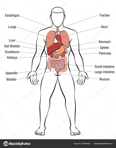 Human Organs Diagram