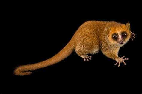 Rufous Mouse Lemur | RARE: Creatures of the Photo Ark | PBS | Animals ...