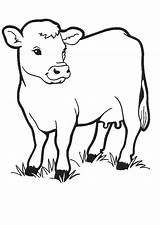 Free Cow Printable Coloring Pages Download  sketch template