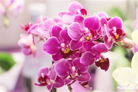 Phalaenopsis Orchid, Moth Orchids Plant - How To Care & Repotting - Plantopedia