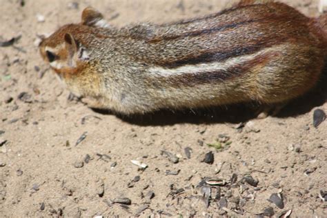 NWI Dunes: Wildlife at the Indiana Dunes State Park Nature Center, and ...