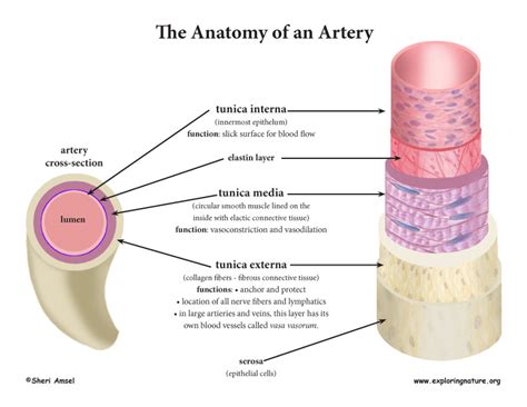 Blood Vessel Anatomy (Advanced*)