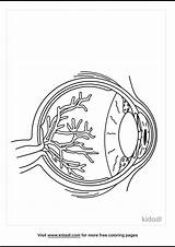Eye Anatomy Coloring Page sketch template