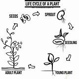 Plant Life Cycle Coloring Page sketch template