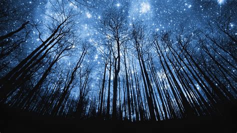 photo-manipulation-starry-night-in-forest-wallpaper (1) – chrisbetcher.com