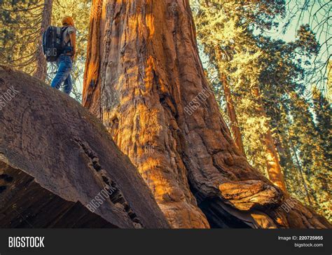 Sequoia Forest Image & Photo (Free Trial) | Bigstock