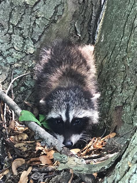 Is this baby raccoon big enough to survive on its own? It was found alone in a tree (it had been ...