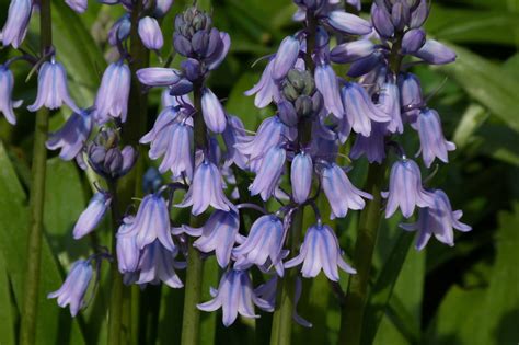 English and Spanish Bluebells: Features, Facts, and Problems - Owlcation