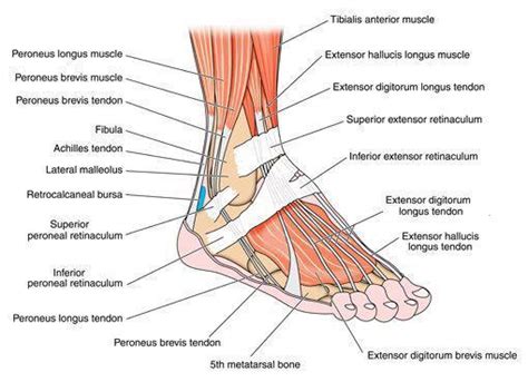 Foot and Ankle - SportsMed