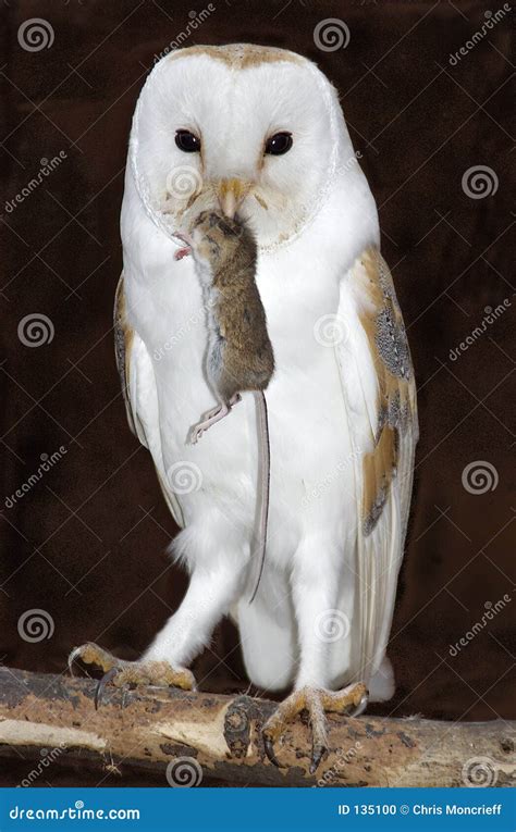 Barn Owl With Prey Stock Photo - Image: 135100