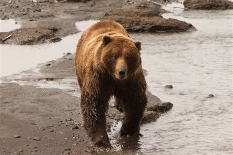 Alaska Brown Bear Hunting - Guided Bear Hunts on the Alaska Peninsula