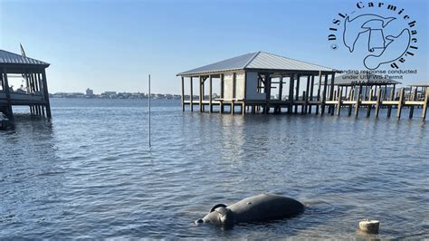 Boat strike blamed for Orange Beach manatee death