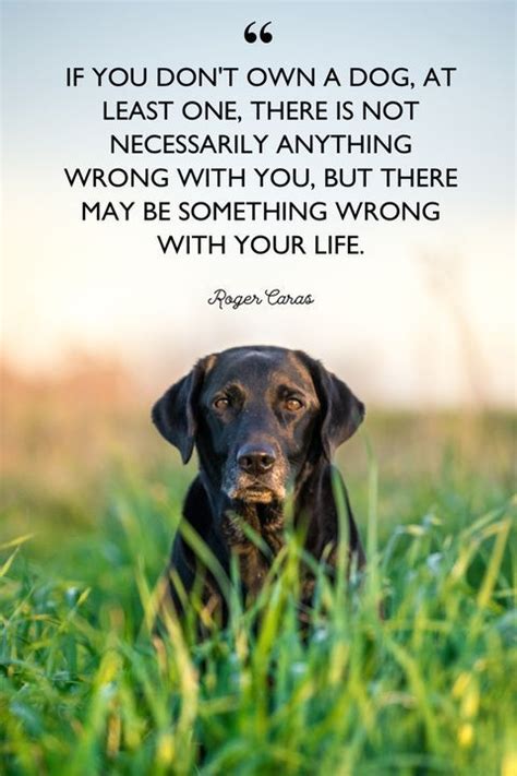 40 Dog Quotes That Will Make Your Heart Melt | Dog lover quotes, Best dog quotes, Dog quotes