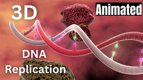 What is DNA replication animated 3D video | DNA replication animated 3D | dna 3d | dna ...