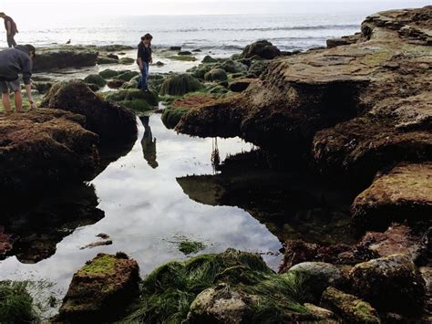 Cabrillo National Monument-Tide Pools – San Diego Beach Secrets