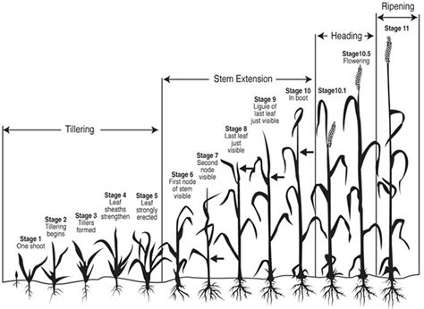 Wheat Growth Stages – Prairie Californian