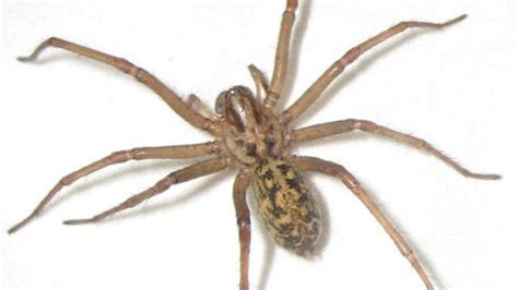 Hobo Spider Bite: Pictures, Symptoms, and Treatments