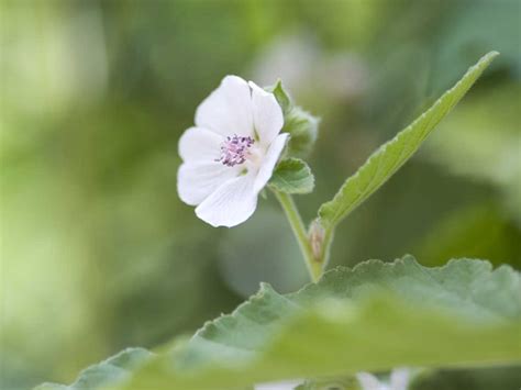 Rare Gardens Herbs & Medicinal Herbs | Kellogg Garden Organics™