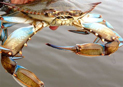 Blue Crabs in Louisiana - Country Roads Magazine