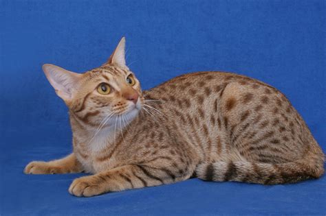 ocicat | ocicat cat | ocicat kitten | ocicat cat pictures | ocicat silver | ocicat | Hazmat ...