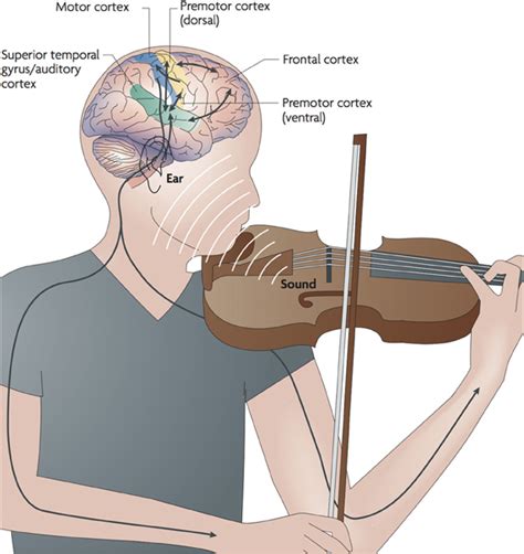 Frontiers | Music-induced cortical plasticity and lateral inhibition in the human auditory ...