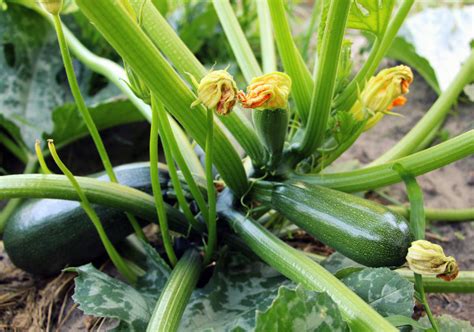 How To Extend The Harvest Of Zucchini Until Frost - Best Landscape Ideas