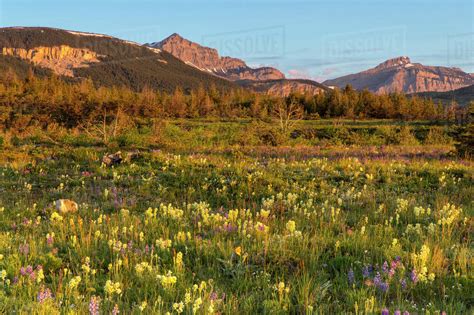 Vast field of wildflowers along the Rocky Mountain Front at Blackleaf WMA, Montana, USA. - Stock ...