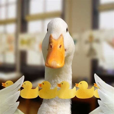 Aflac duck | Aflac duck, Duck bird, Duck memes