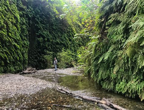 Exploring the Wonder of Fern Canyon in Prairie Creek Redwoods State Park – Exploring with Beth