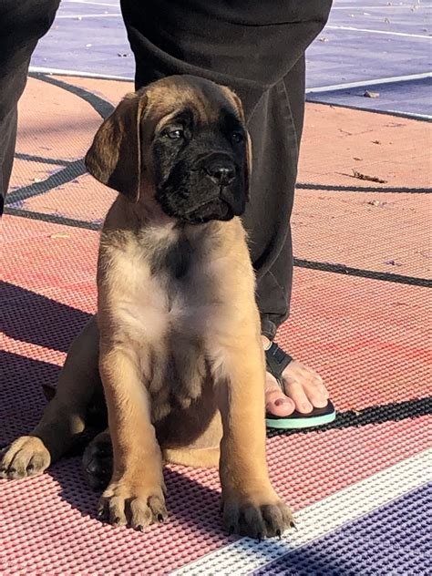 American Mastiff Puppies For Sale | Alexandria, VA #344373