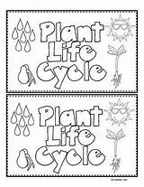 Plant Life Cycle Pages Coloring sketch template