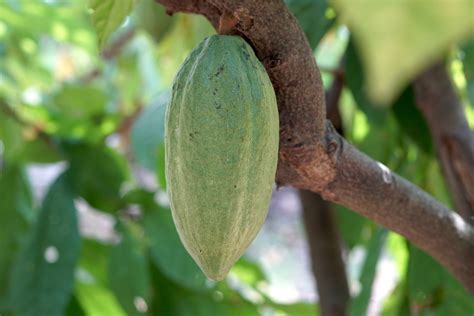 Cocoa bean varieties in India