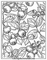 Blueberry Coloring Pages Free PDF Printables  Sheets For Kids sketch template