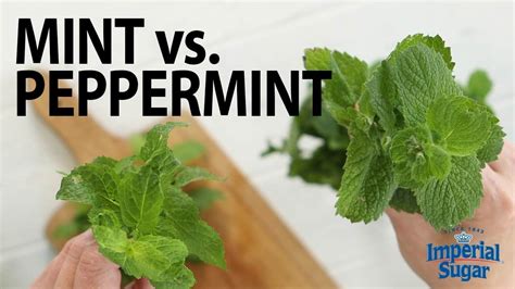 Peppermint Vs Spearmint Plant - Plant Ideas