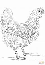Coloring Page Of A Chicken  Home sketch template