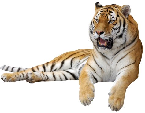 Tiger Clip art - Tiger PNG png download - 1200*938 - Free Transparent ...