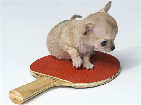 Toudi, the World's Smallest Dog Is Obviously a Chihuahua