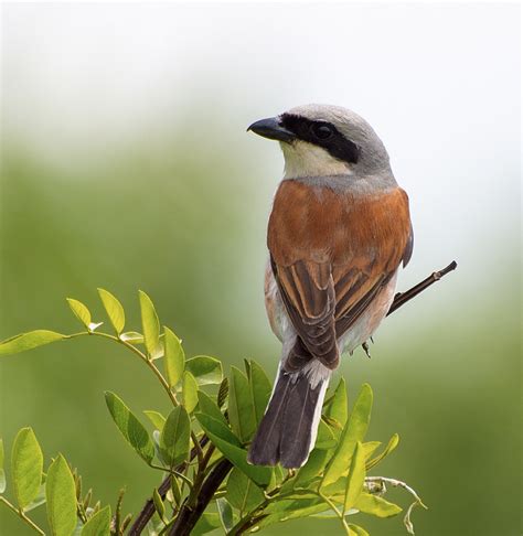 Garmoncheg's Photos Blog: Red-backed shrike (L. collurio) | Blog photo, Red, Blog