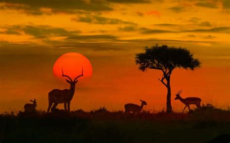 Kruger National Park South Africa: A Dream Vacation In The Wild