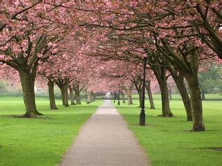 Cherry blossom time | Cherry blossom time in Harrogate, Nort… | Flickr