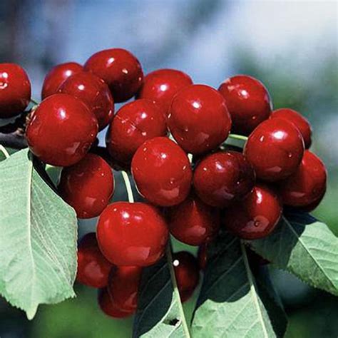 Bing Cherry Trees for Sale – C&J Gardening Center