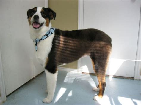 short grooming for australian shepherd - Yahoo Search Results | Australian shepherd, Grooming ...