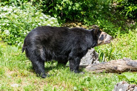 12 Largest Bear Species in the World