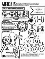 Meiosis Coloring Page By Corvidae  TPT sketch template