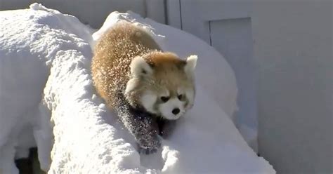 Baby red pandas discover the snow. | Red panda baby, Pandas playing, Red panda