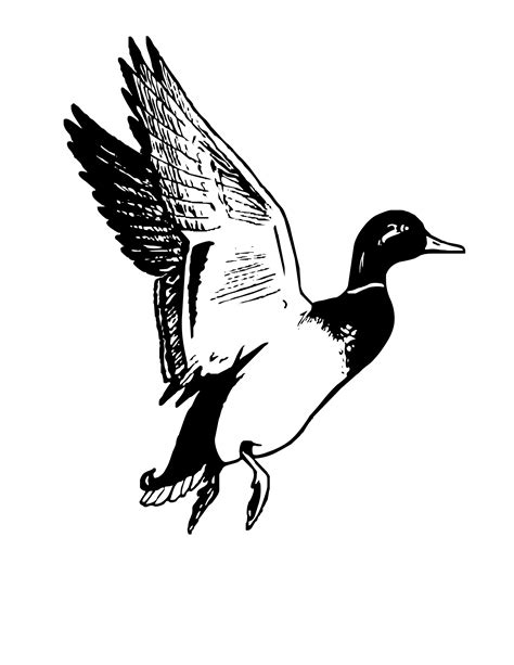 mallard duck clipart black and white - Clip Art Library