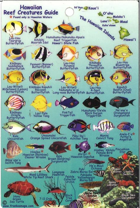 Hawaiian Reef Creatures Map & Identification Card by Frankos Maps Ltd. | Maps.com.com