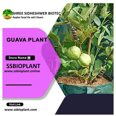 L49 Thai Guava Plant Guava Tree, Amrud, Psidium Guajava (Sardar L49 ...